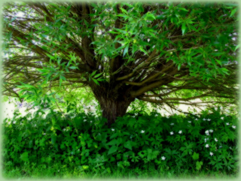 Tree with Green Foliage — Serene