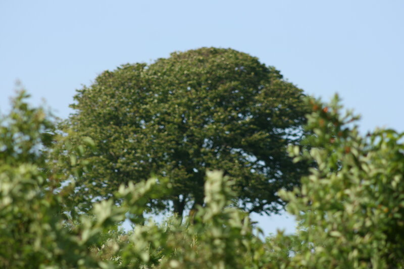 tree with green foliage