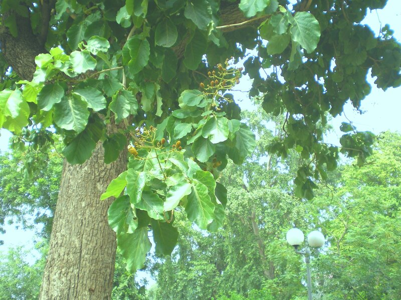 tree with green leaves and flowers