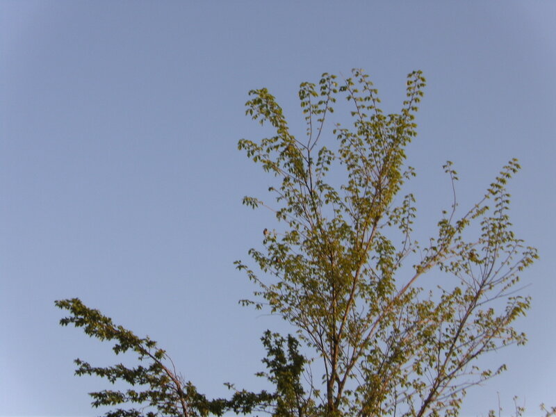 Tree with Green Leaves — Blue, Calm