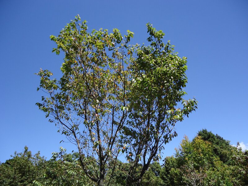 Tree with Green Leaves — Blue