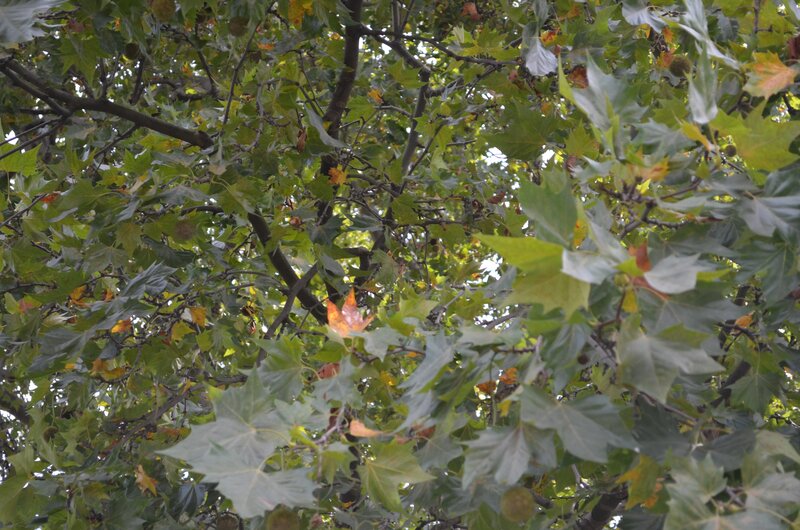 Tree with Green Leaves — Calm, Autumn