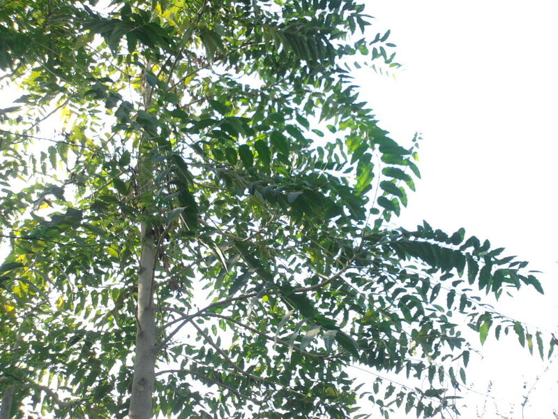 Tree with Green Leaves — Calm
