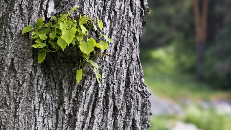Tree with green leaves growing from bark