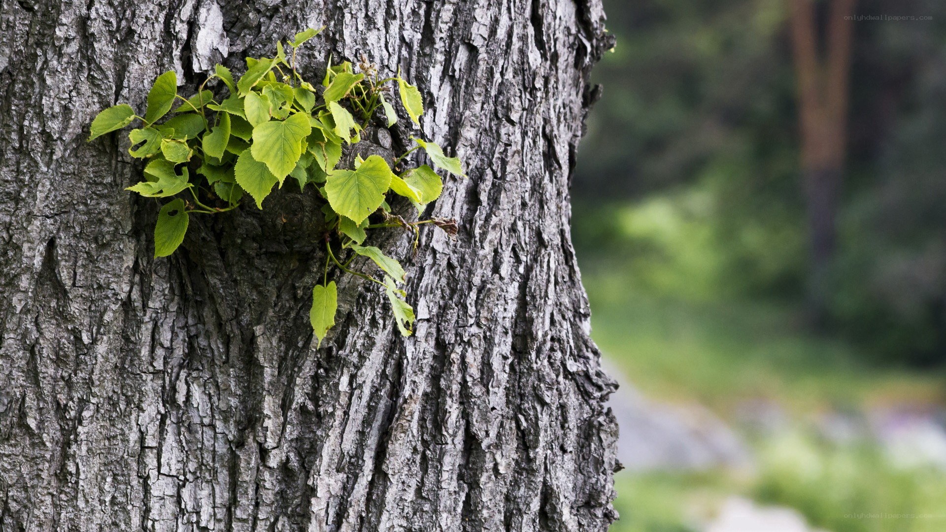 Tree with green leaves growing from bark