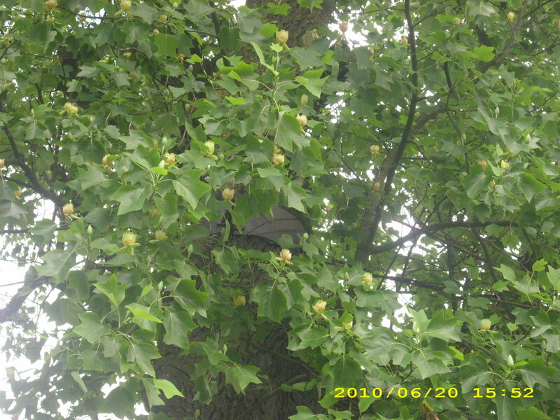 Tree with Green Leaves — Natural, Afternoon