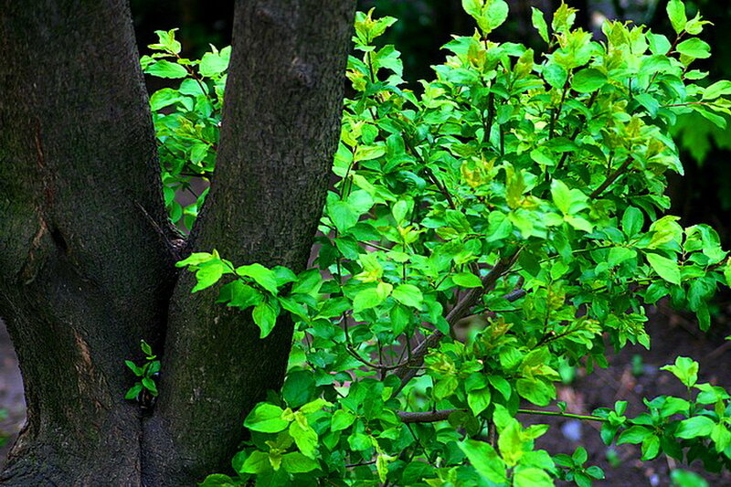 Tree with Green Leaves — Natural