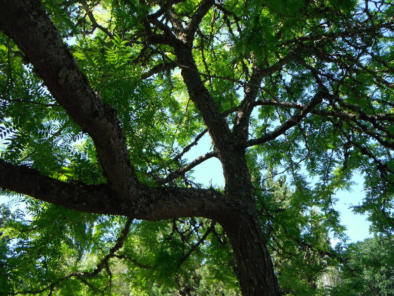 Tree with Green Leaves — Serene, Afternoon, Photograph, Branches