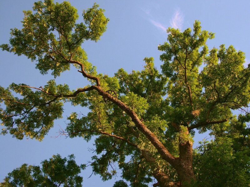 Tree with Green Leaves — Serene, Afternoon, Photograph