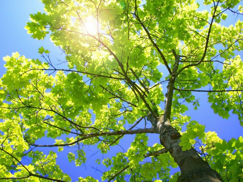 Tree with Green Leaves — Serene, Afternoon