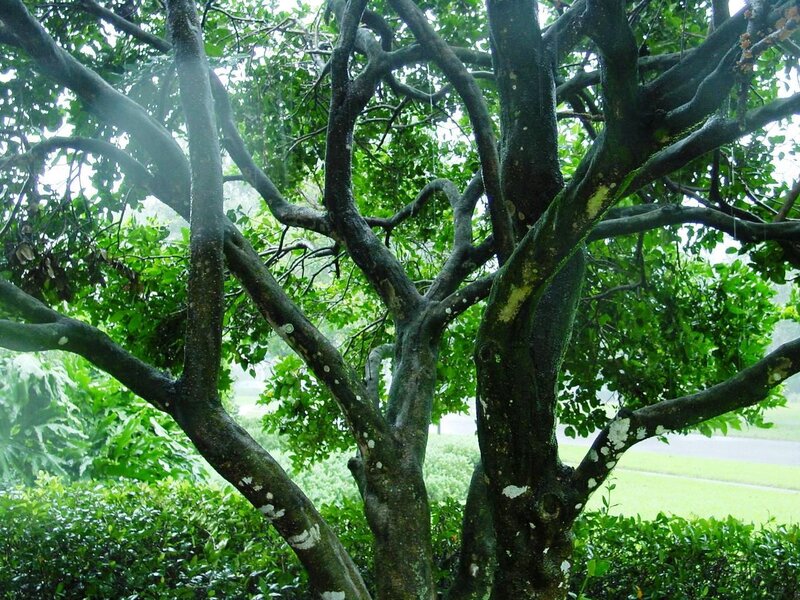 tree with green leaves