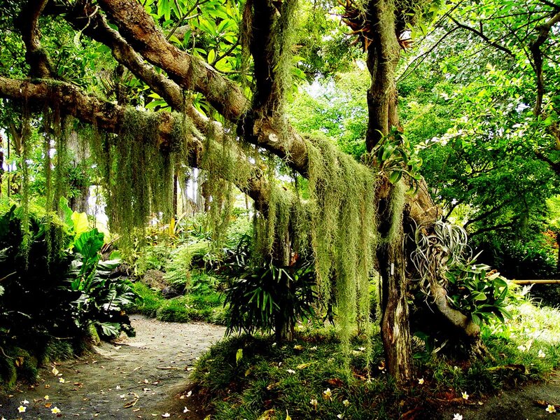 Tree with Hanging Moss