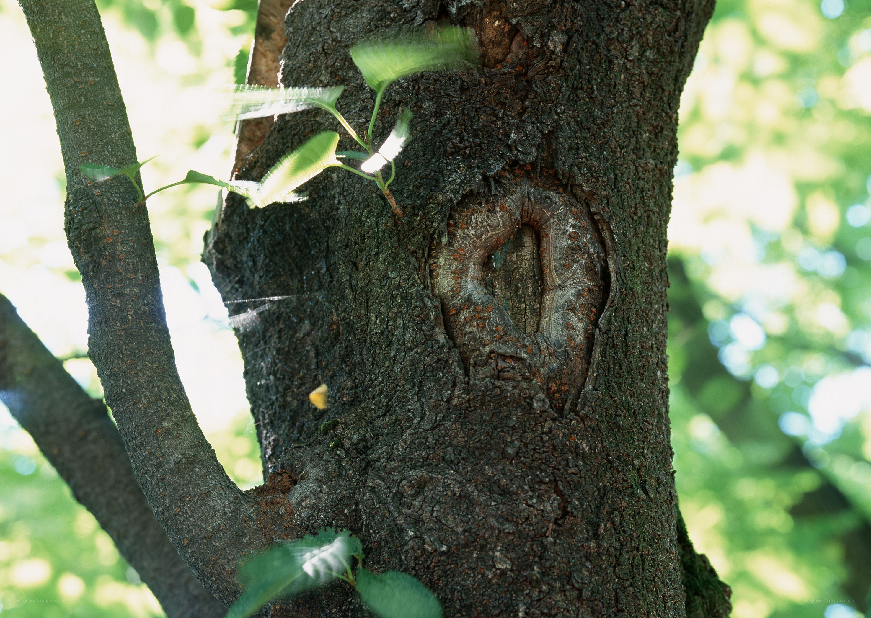 tree with heart-shaped knot