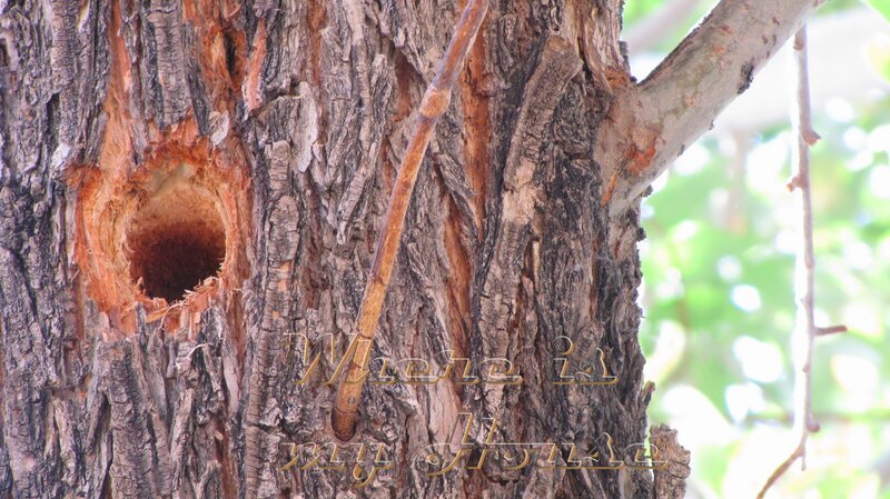 tree with hole and text
