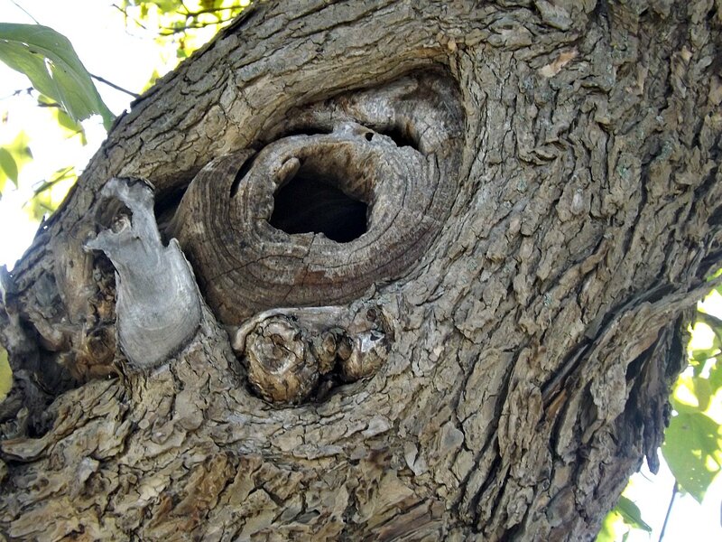 Tree with Hollow Knot