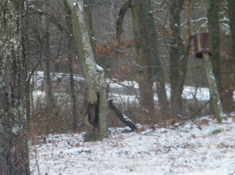 Tree with Hollow Trunk — Brown, Cold