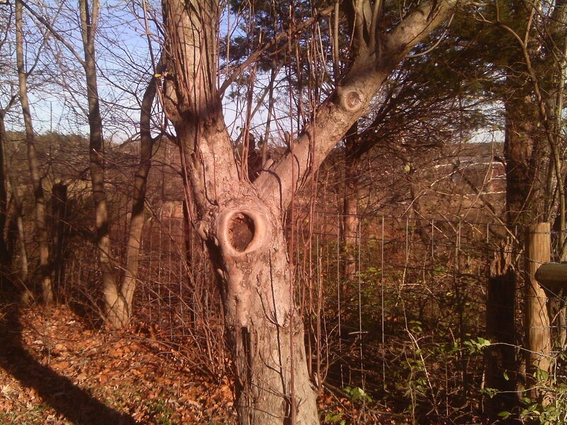 Tree with Hollow Trunk — Brown, Natural