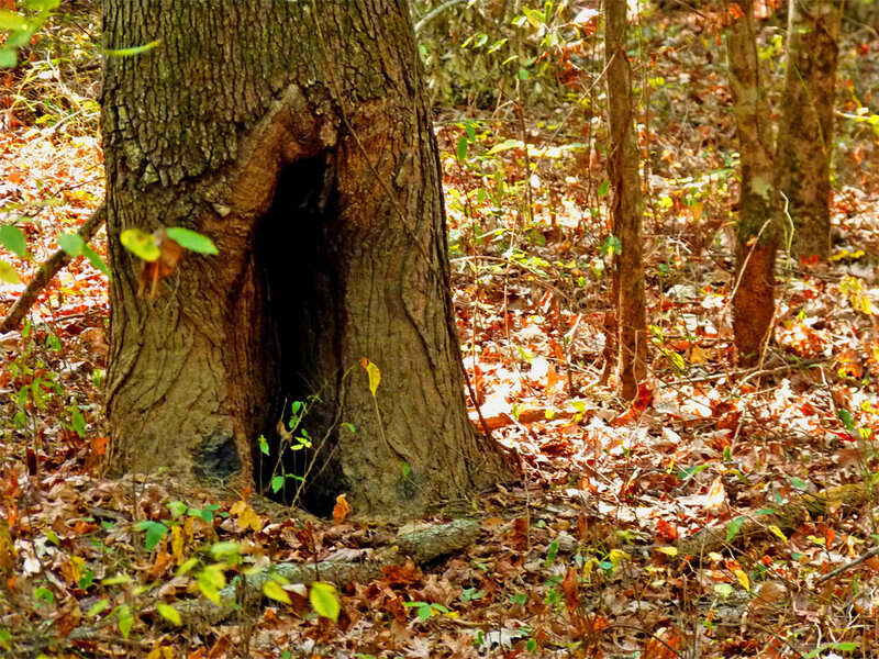 Tree with Hollow Trunk — Brown