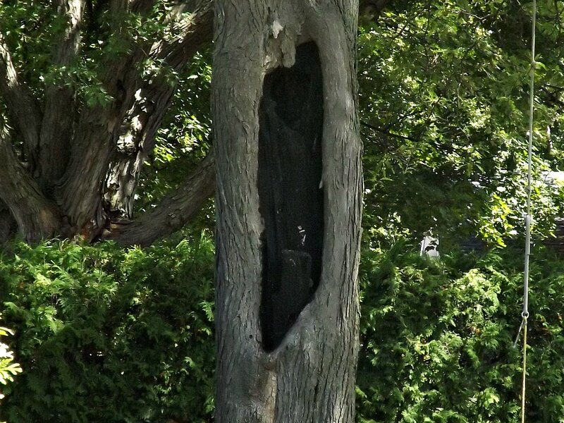 Tree with Hollow Trunk — Green