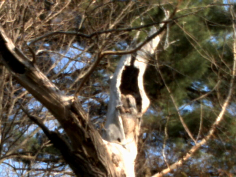 tree with hollow trunk