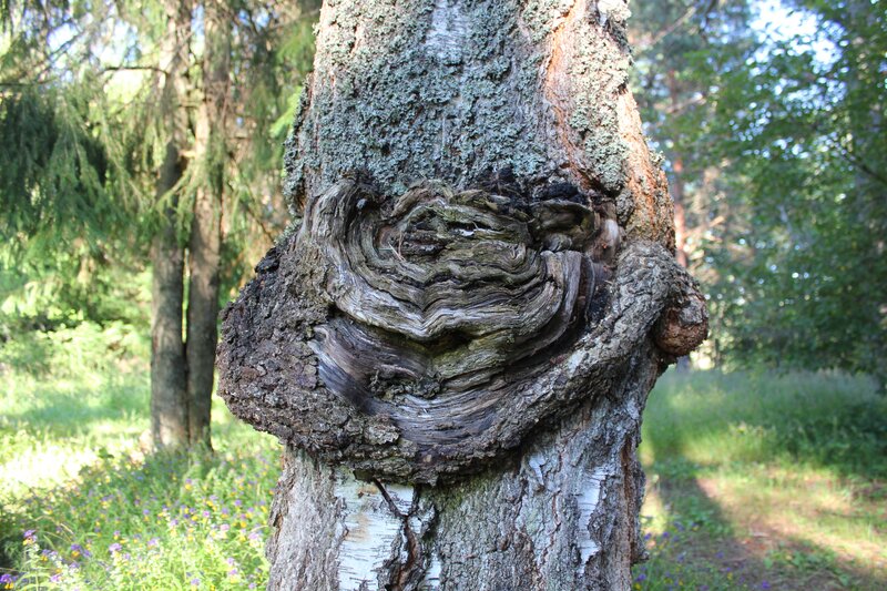 Tree with Knot