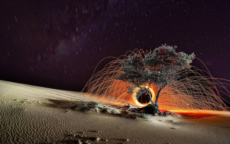 Tree with Light Trails