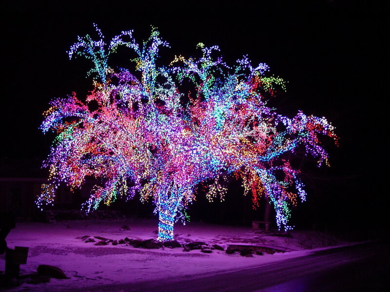 Tree with Lights — Purple, Festive, Night
