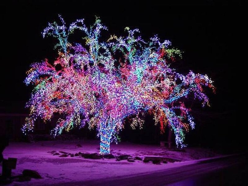 Tree with Lights — Purple