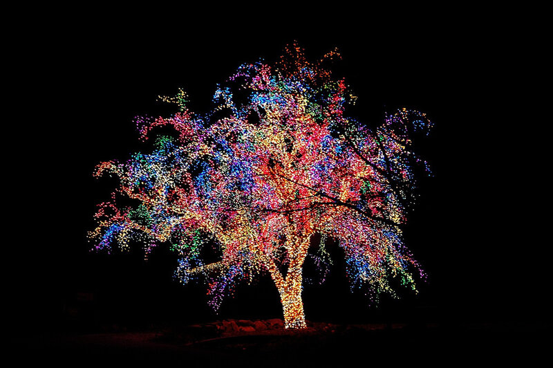 Tree with Lights