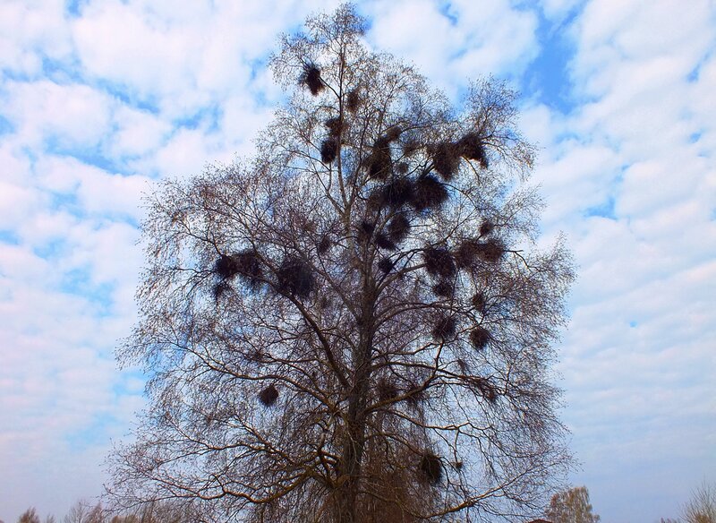 Tree with Mistletoe