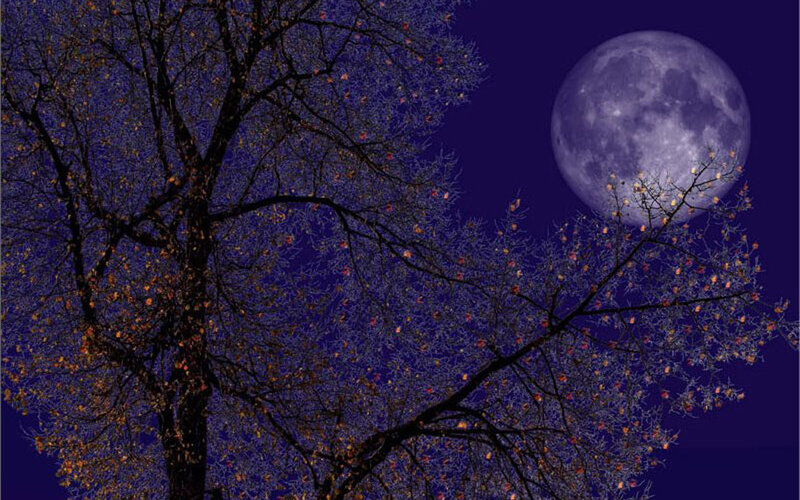 Tree with Moon in Background — Purple