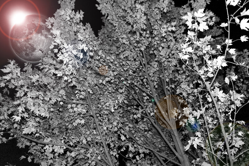 Tree with Moon in Background