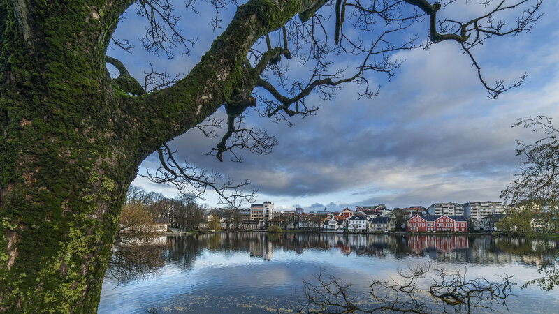 Tree with Moss on Lake