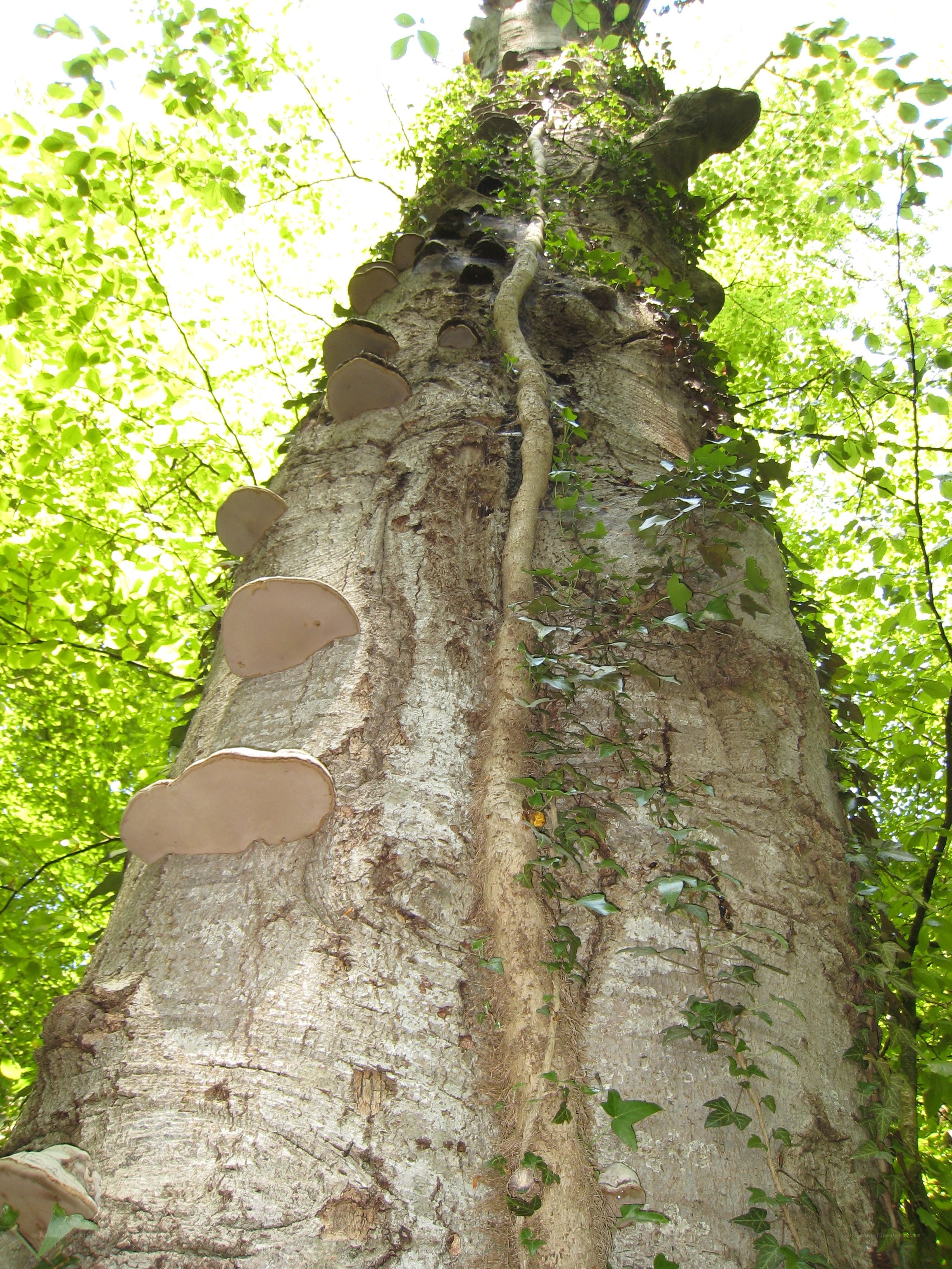 tree with mushrooms and ivy