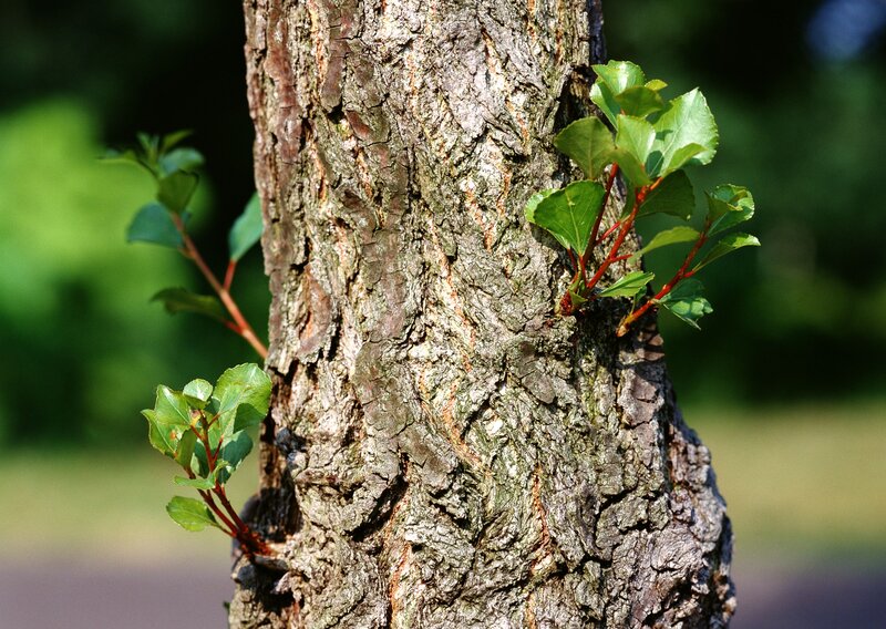 tree with new green growth