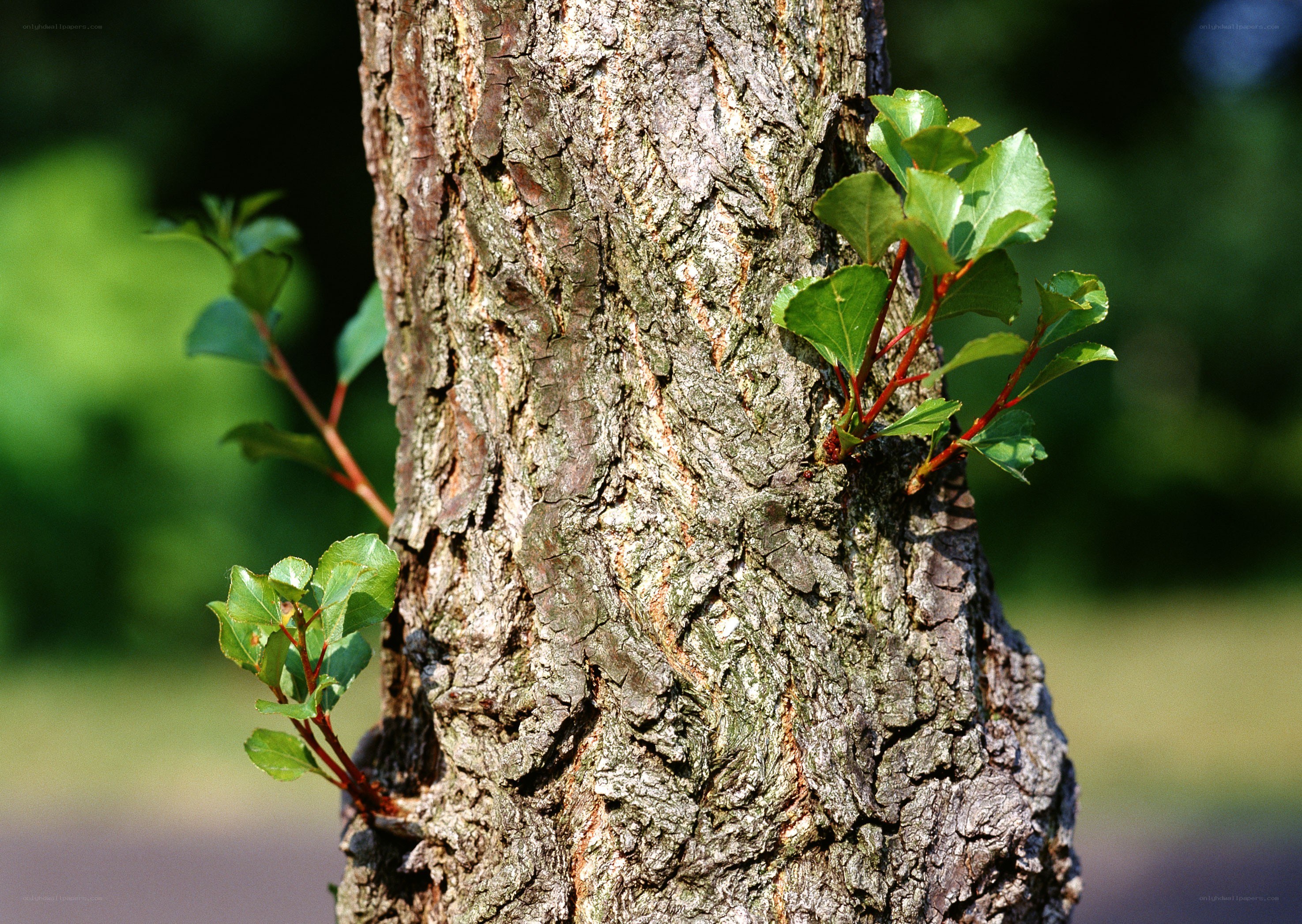 tree with new green growth