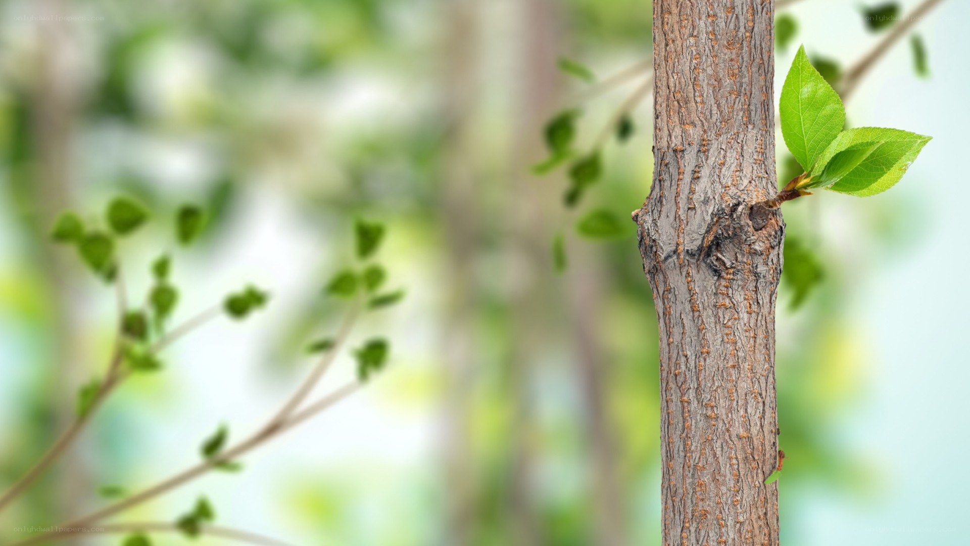 tree with new green leaves