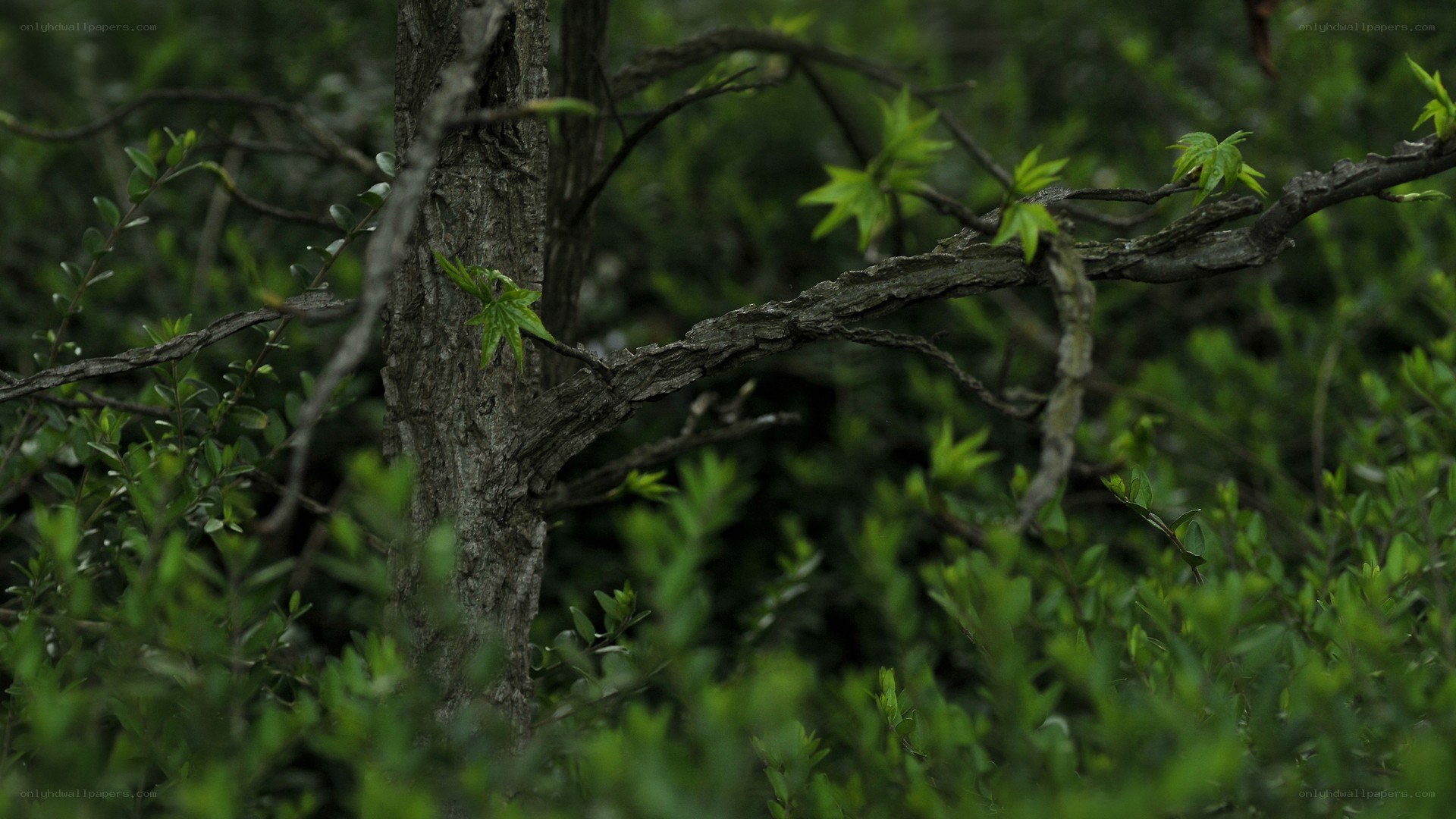 tree with new green leaves