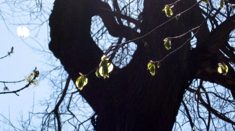 Tree with New Leaves