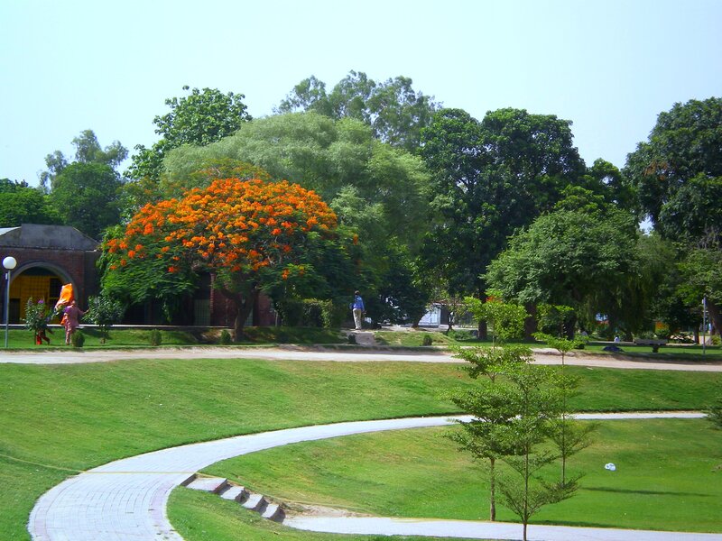 Tree with Orange Flowers — Green, Serene, Afternoon