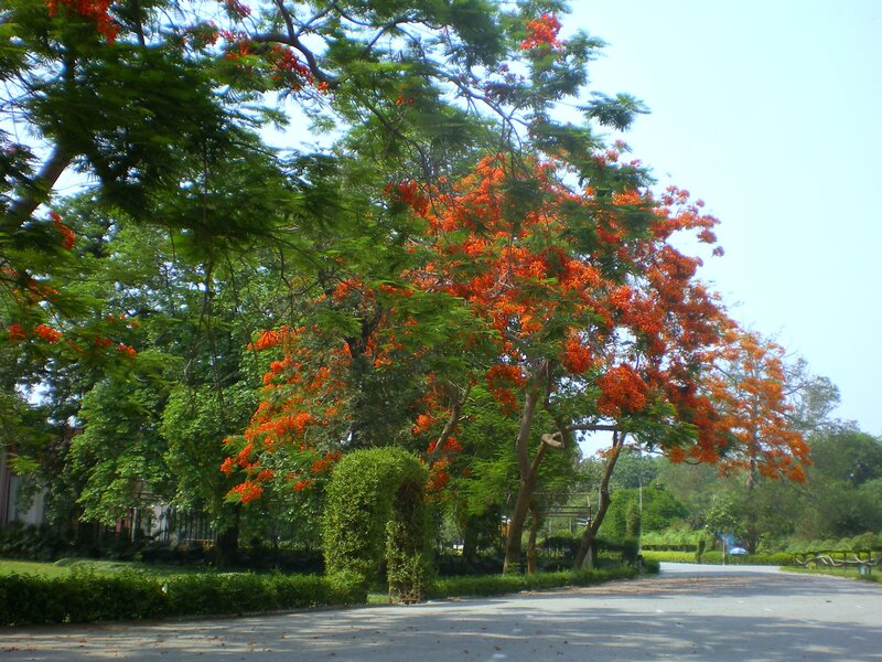 Tree with Orange Flowers — Green, Serene