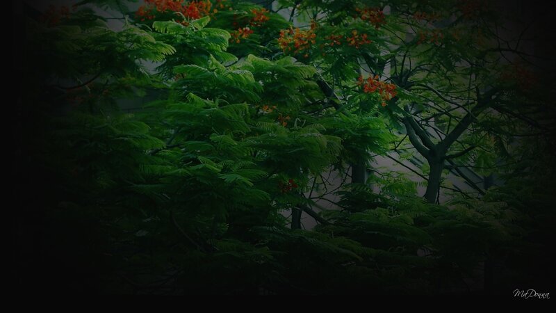 Tree with Orange Flowers — Green