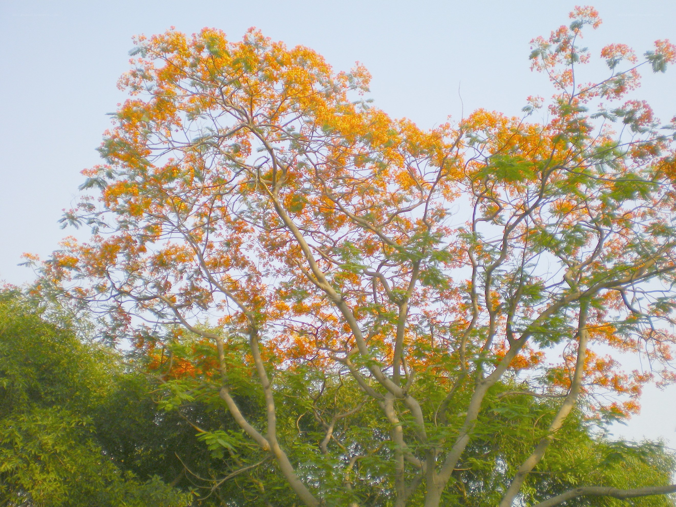 tree with orange flowers