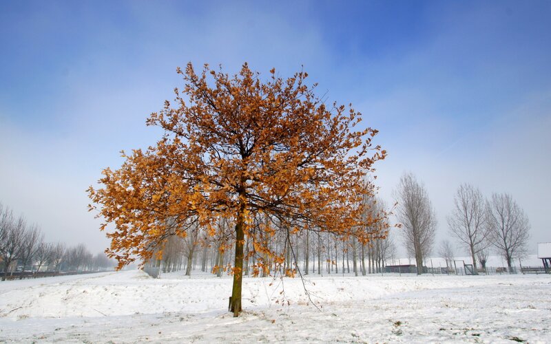 Tree with Orange Leaves — Blue, Serene