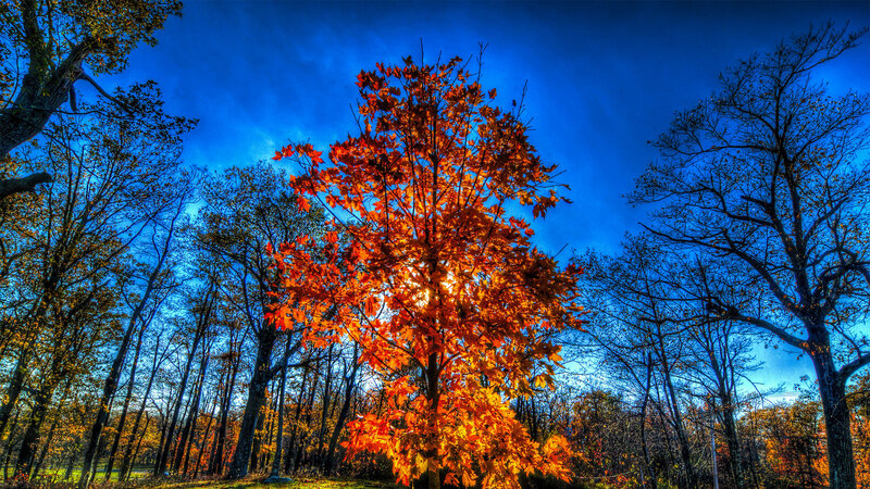 Tree with Orange Leaves — Blue