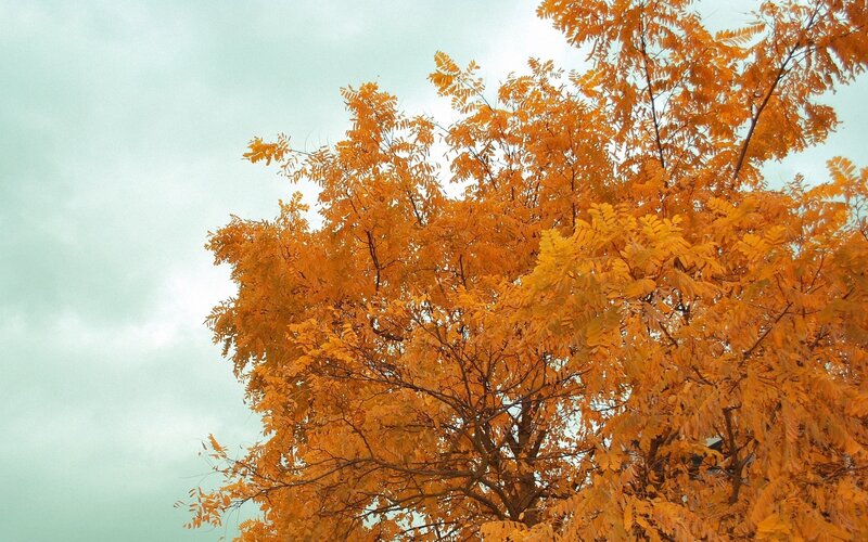 Tree with Orange Leaves — Calm