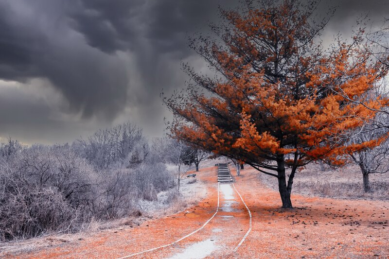 Tree with Orange Leaves — Dramatic