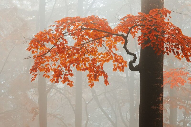 Tree with Orange Leaves — Misty