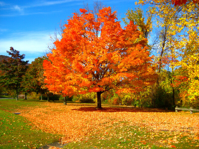 Tree with Orange Leaves — Serene, Autumn, Photograph, Grass