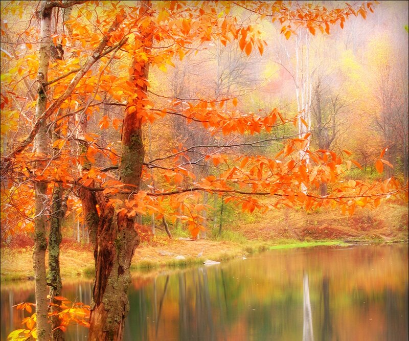 Tree with Orange Leaves — Serene, Autumn, Photograph, River